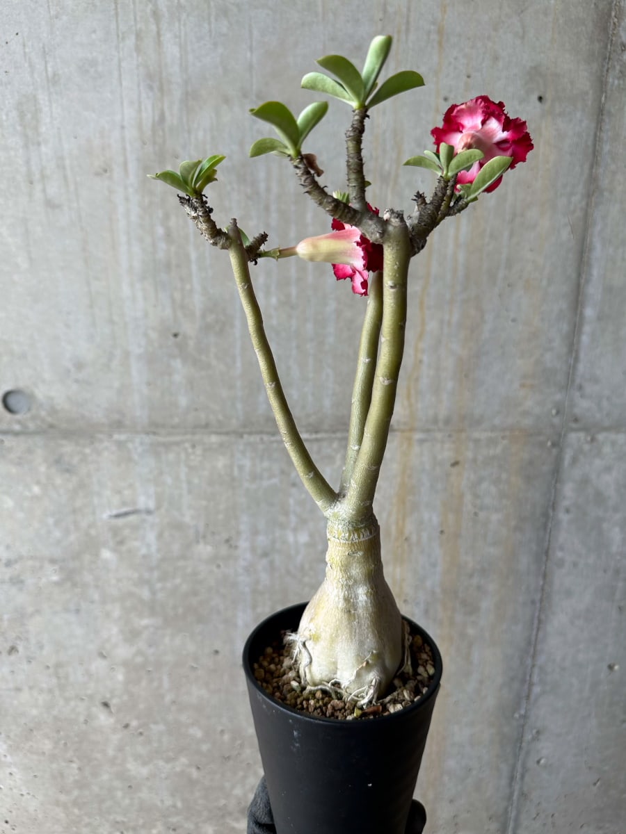 541 Adenium obesumアデニウム・オベスム 特選 実生50株同梱 現品限り】アデニウム・オベスム交配品種 非常に綺麗な花 約2年管理品