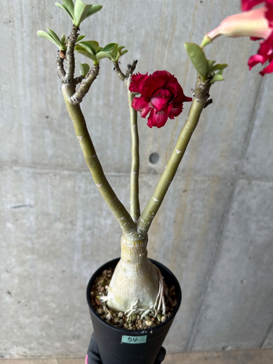 【現品限り】アデニウム・オベスム交配品種 非常に綺麗な花 約2年管理品【E54】 Adenium obesum