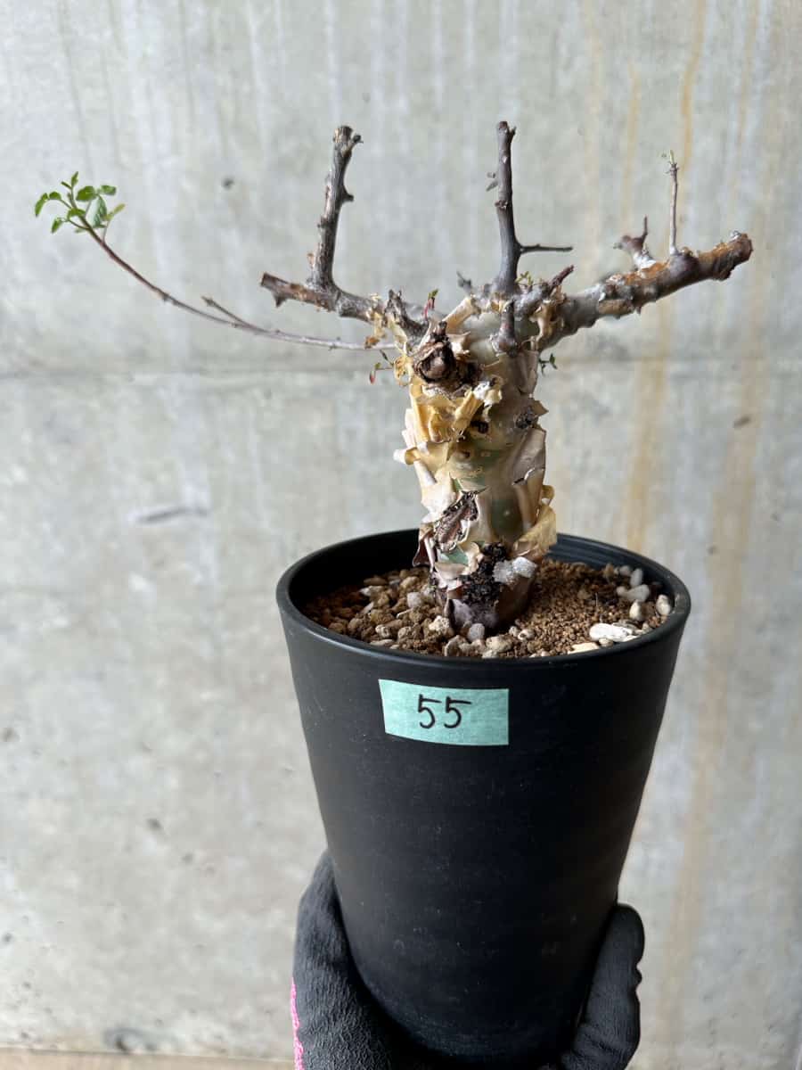 【現品限り】コミフォラ・カタフ ターカネンシス 発根済み 約2年管理【E55】 Commiphora kataf turkanensis