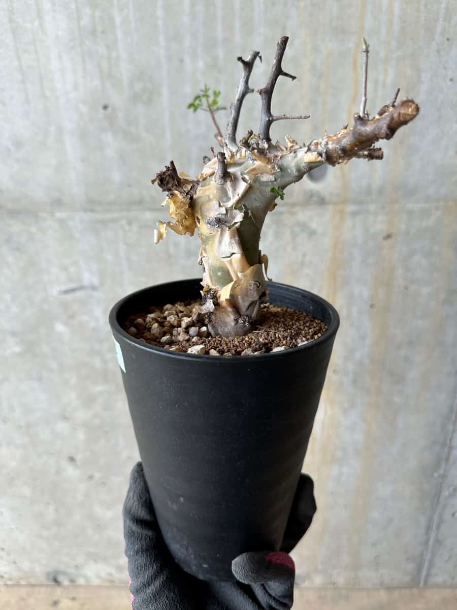 【現品限り】コミフォラ・カタフ ターカネンシス 発根済み 約2年管理【E55】 Commiphora kataf turkanensis