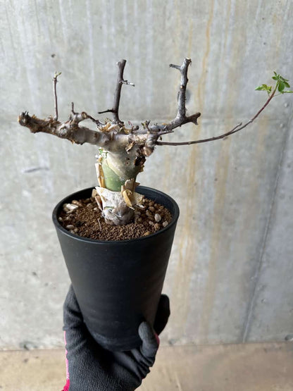 【現品限り】コミフォラ・カタフ ターカネンシス 発根済み 約2年管理【E55】 Commiphora kataf turkanensis