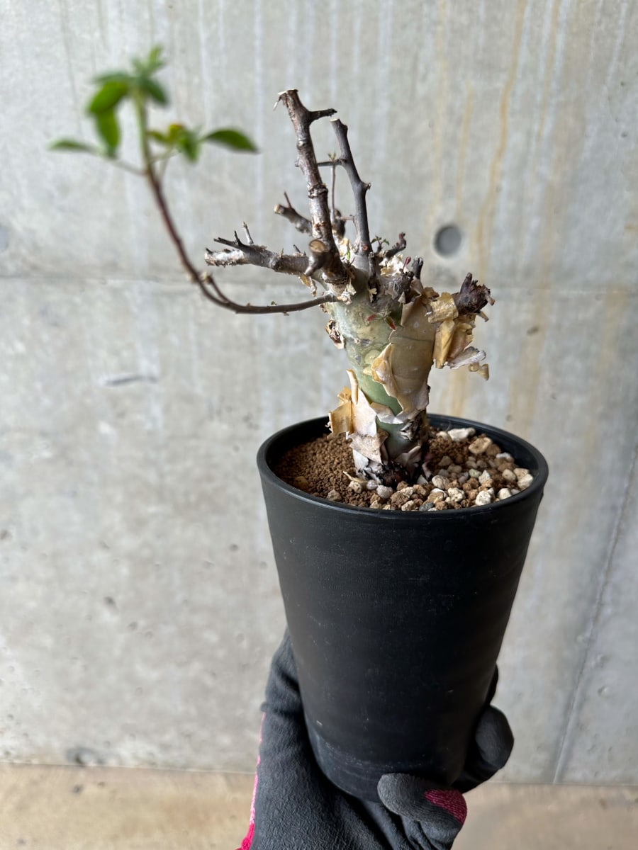 【現品限り】コミフォラ・カタフ ターカネンシス 発根済み 約2年管理【E55】 Commiphora kataf turkanensis