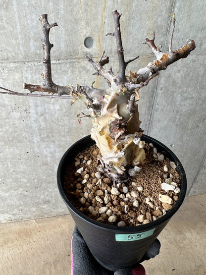 【現品限り】コミフォラ・カタフ ターカネンシス 発根済み 約2年管理【E55】 Commiphora kataf turkanensis