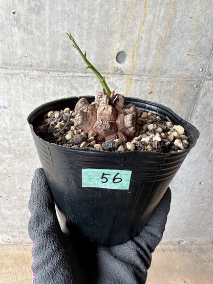 【現品限り】アフリカ亀甲竜 蔦が長い場合は丸くまとめます【E56】 Dioscorea elephantipes