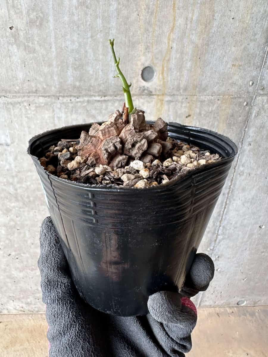 【現品限り】アフリカ亀甲竜 蔦が長い場合は丸くまとめます【E56】 Dioscorea elephantipes