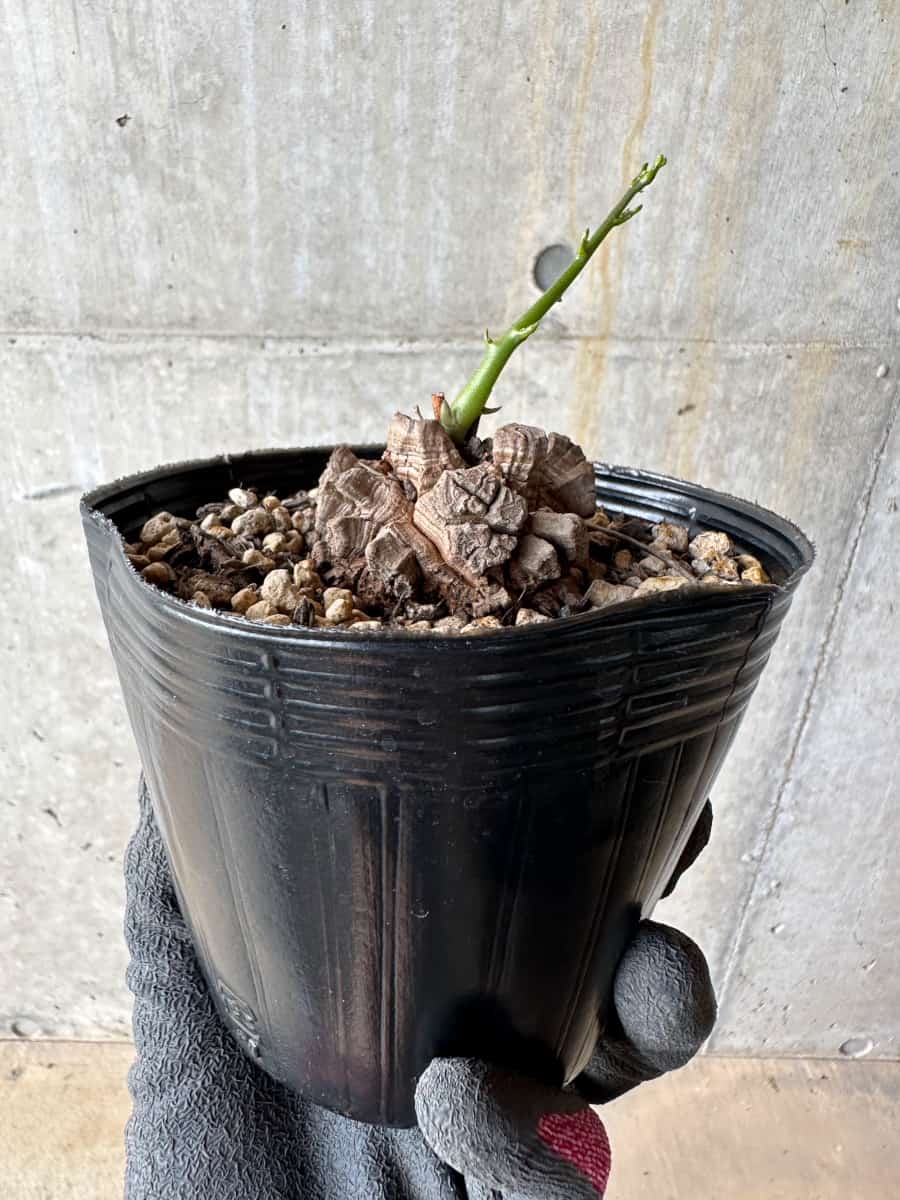 【現品限り】アフリカ亀甲竜 蔦が長い場合は丸くまとめます【E56】 Dioscorea elephantipes