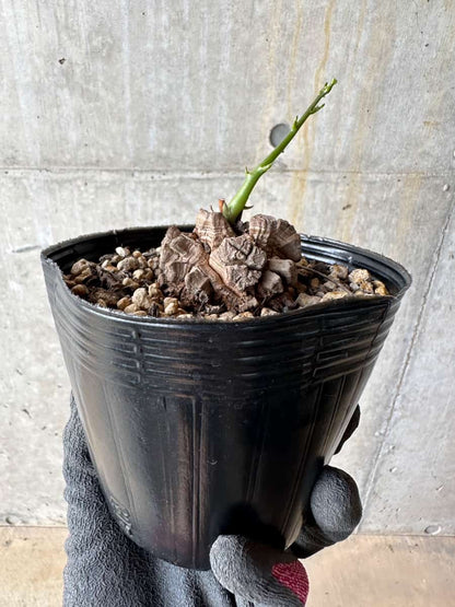 【現品限り】アフリカ亀甲竜 蔦が長い場合は丸くまとめます【E56】 Dioscorea elephantipes
