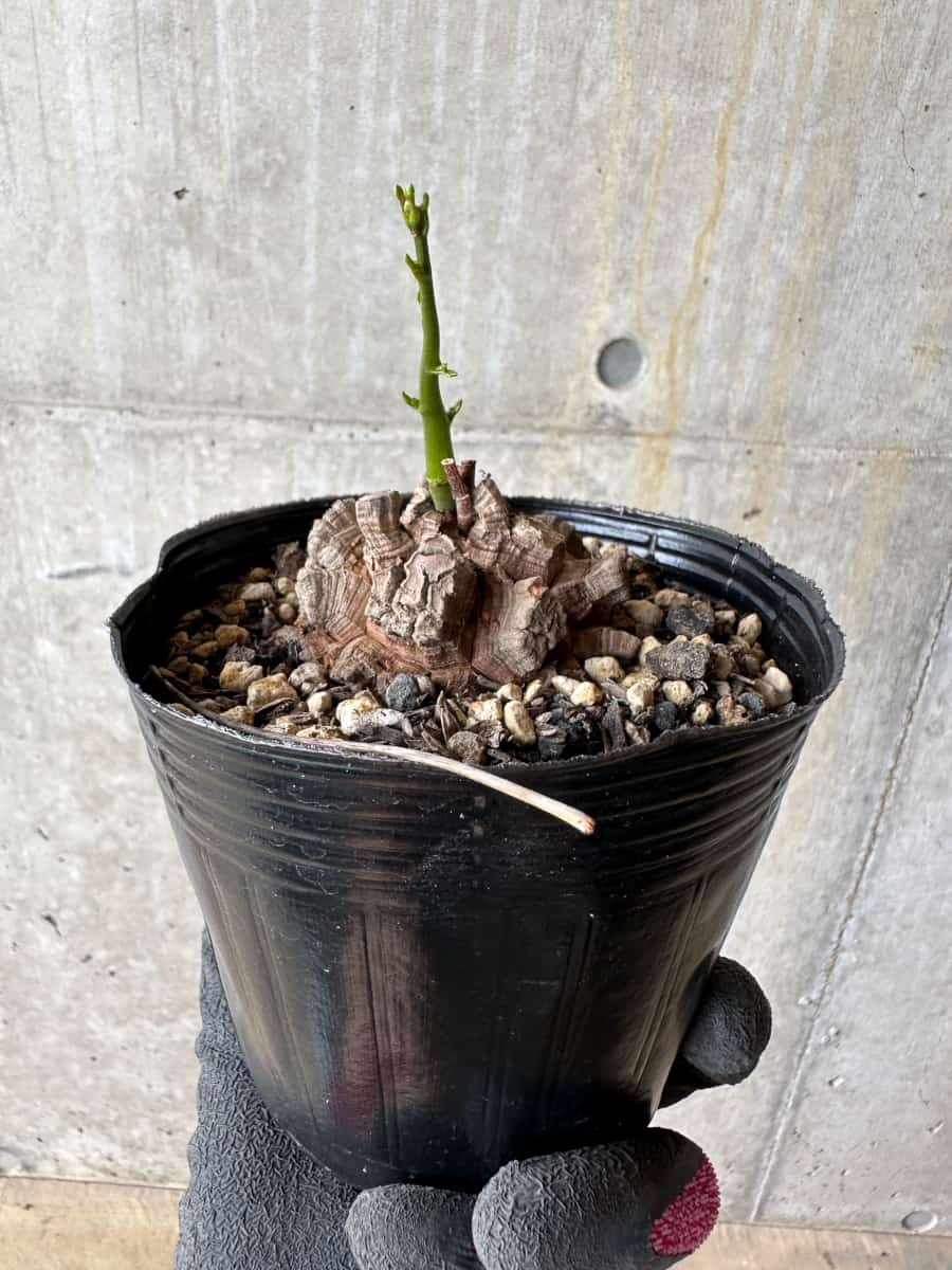 【現品限り】アフリカ亀甲竜 蔦が長い場合は丸くまとめます【E56】 Dioscorea elephantipes