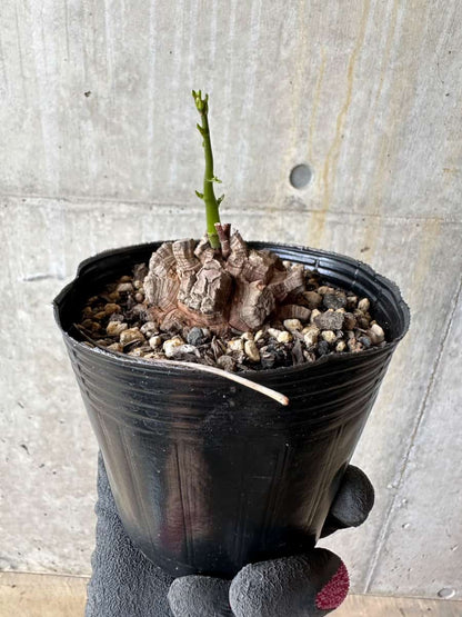 【現品限り】アフリカ亀甲竜 蔦が長い場合は丸くまとめます【E56】 Dioscorea elephantipes