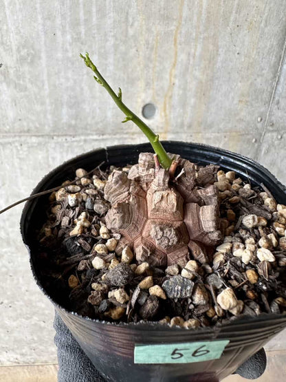 【現品限り】アフリカ亀甲竜 蔦が長い場合は丸くまとめます【E56】 Dioscorea elephantipes