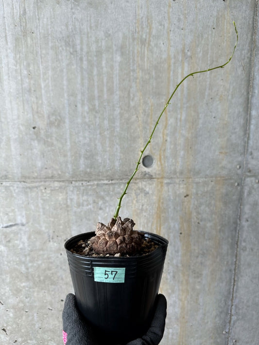 【現品限り】アフリカ亀甲竜 蔦が長い場合は丸くまとめます【E57】 Dioscorea elephantipes