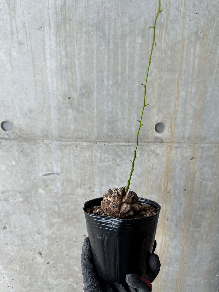 【現品限り】アフリカ亀甲竜 蔦が長い場合は丸くまとめます【E57】 Dioscorea elephantipes