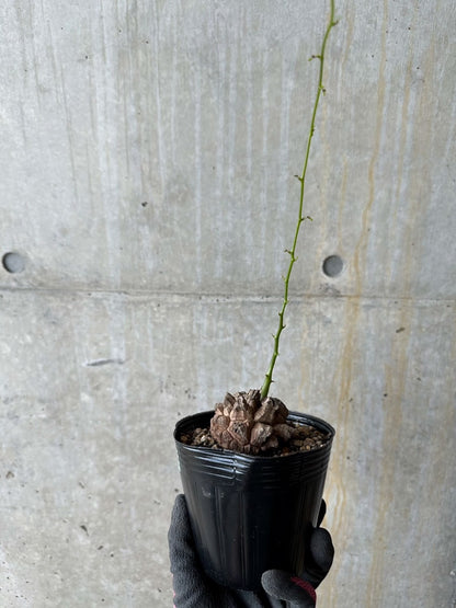 【現品限り】アフリカ亀甲竜 蔦が長い場合は丸くまとめます【E57】 Dioscorea elephantipes