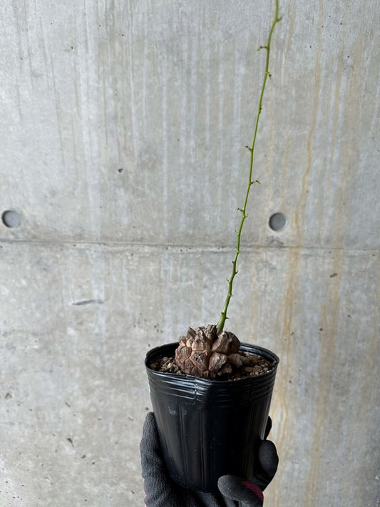 【現品限り】アフリカ亀甲竜 蔦が長い場合は丸くまとめます【E57】 Dioscorea elephantipes