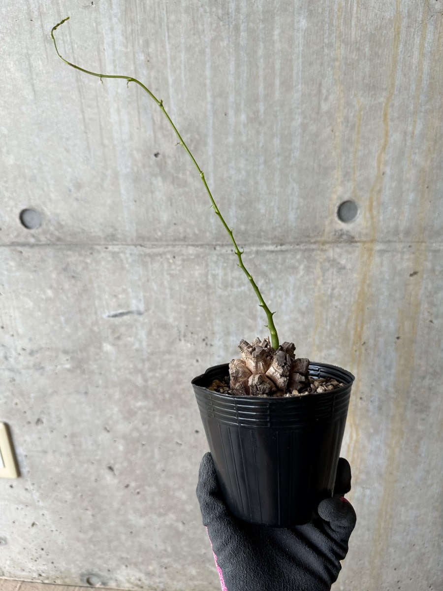【現品限り】アフリカ亀甲竜 蔦が長い場合は丸くまとめます【E57】 Dioscorea elephantipes