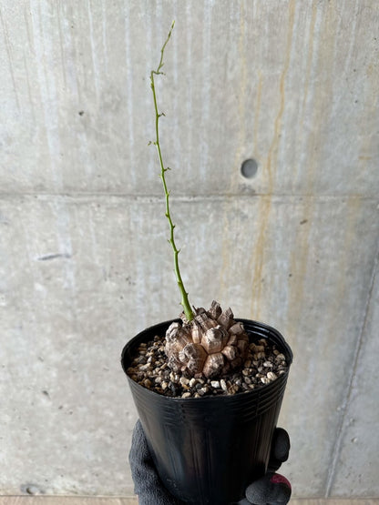 【現品限り】アフリカ亀甲竜 蔦が長い場合は丸くまとめます【E57】 Dioscorea elephantipes