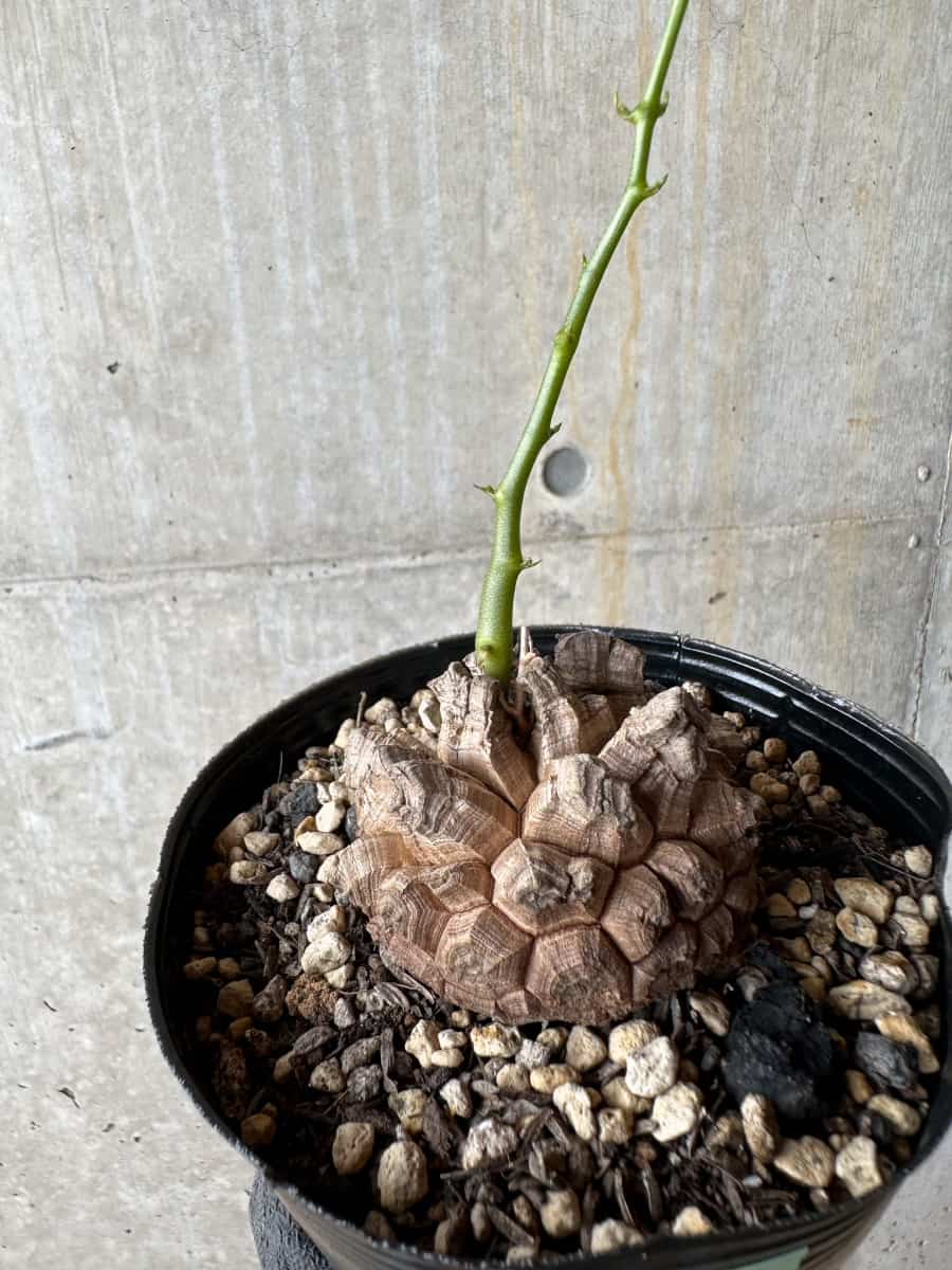 【現品限り】アフリカ亀甲竜 蔦が長い場合は丸くまとめます【E57】 Dioscorea elephantipes
