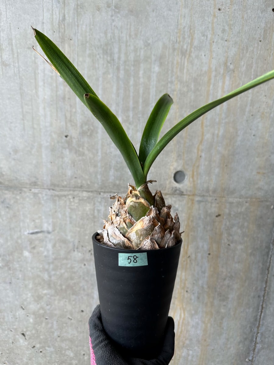 【現品限り】ウルギネア エピゲア 2年ほど管理【E58】 Urginea epigea