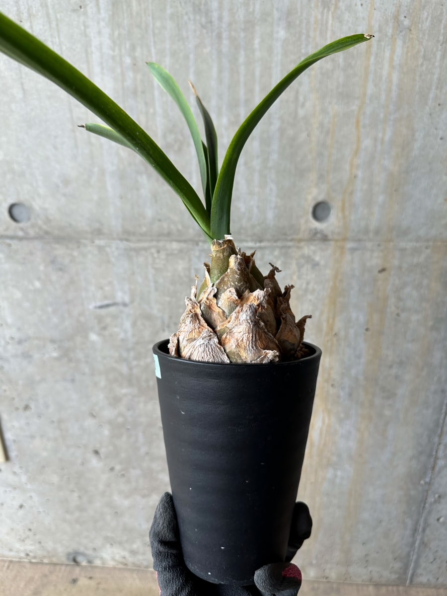 【現品限り】ウルギネア エピゲア 2年ほど管理【E58】 Urginea epigea