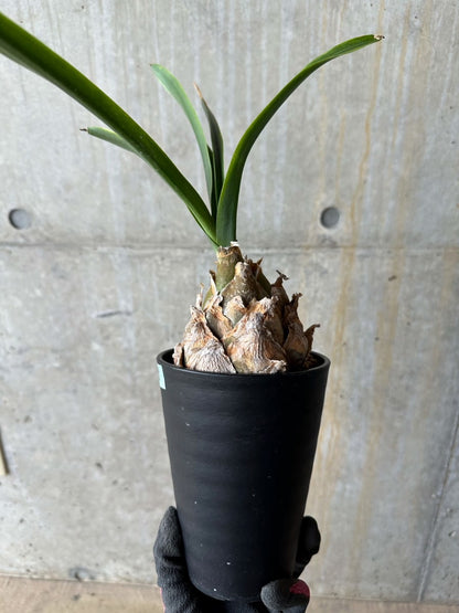 【現品限り】ウルギネア エピゲア 2年ほど管理【E58】 Urginea epigea