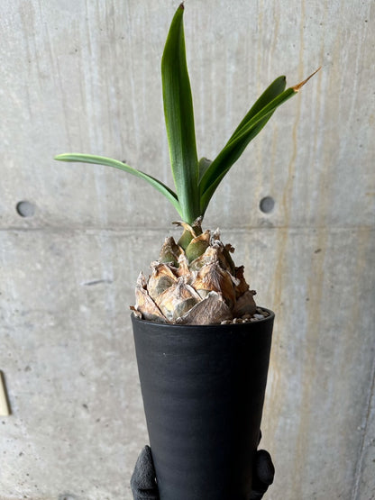 【現品限り】ウルギネア エピゲア 2年ほど管理【E58】 Urginea epigea