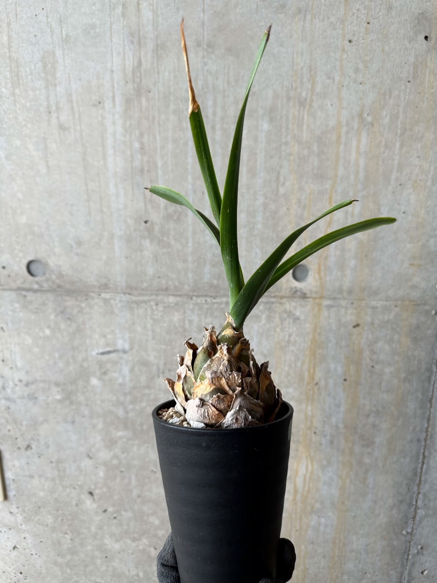 【現品限り】ウルギネア エピゲア 2年ほど管理【E58】 Urginea epigea