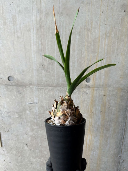 【現品限り】ウルギネア エピゲア 2年ほど管理【E58】 Urginea epigea