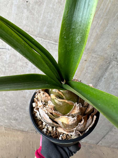 【現品限り】ウルギネア エピゲア 2年ほど管理【E58】 Urginea epigea