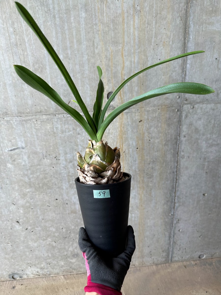 【現品限り】ウルギネア エピゲア 2年ほど管理【E59】 Urginea epigea