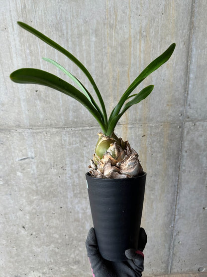 【現品限り】ウルギネア エピゲア 2年ほど管理【E59】 Urginea epigea