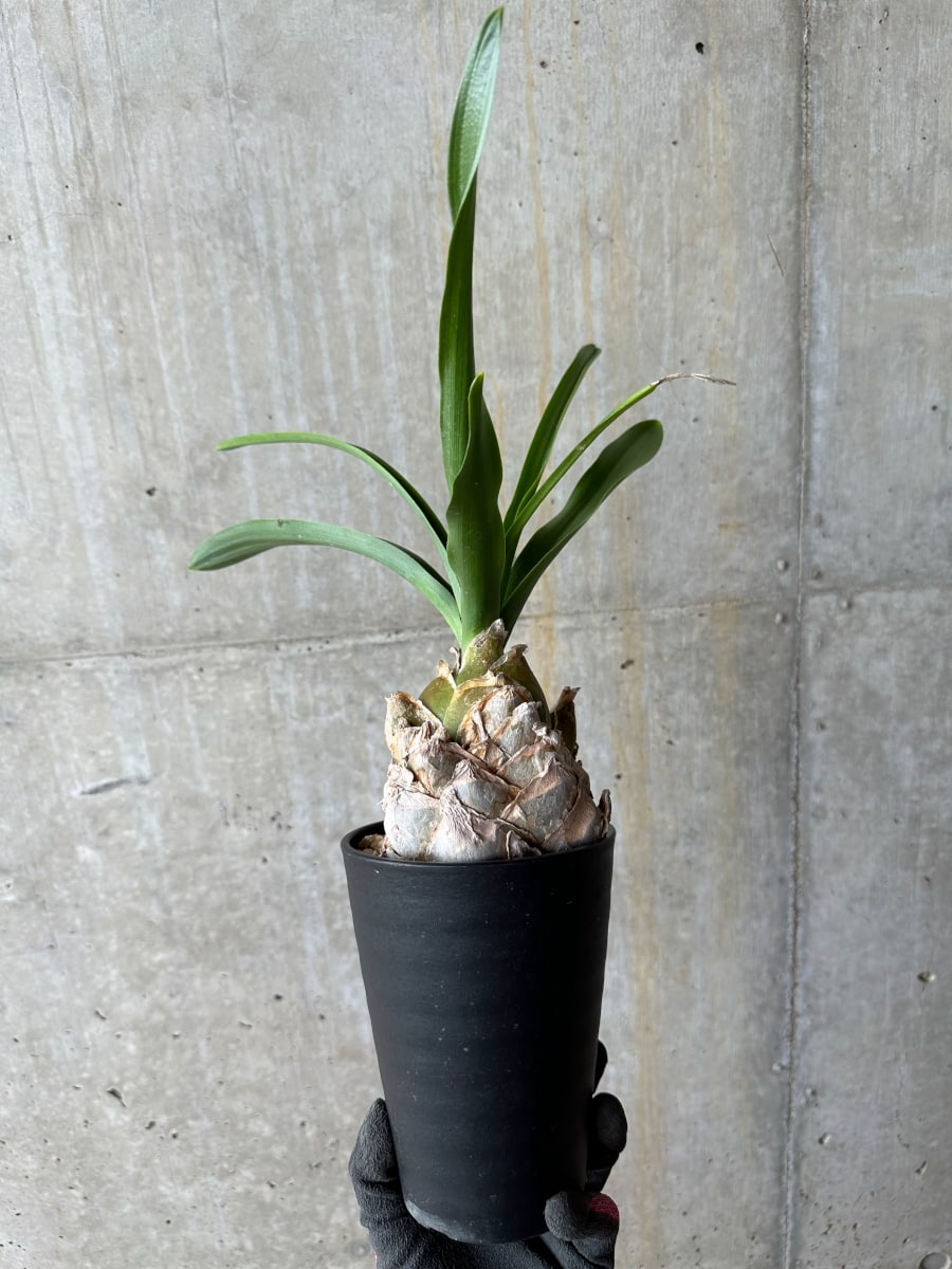 【現品限り】ウルギネア エピゲア 2年ほど管理【E59】 Urginea epigea