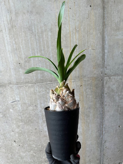 【現品限り】ウルギネア エピゲア 2年ほど管理【E59】 Urginea epigea