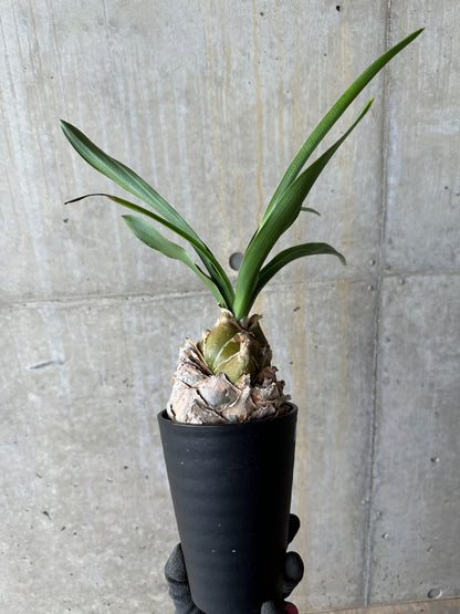 【現品限り】ウルギネア エピゲア 2年ほど管理【E59】 Urginea epigea