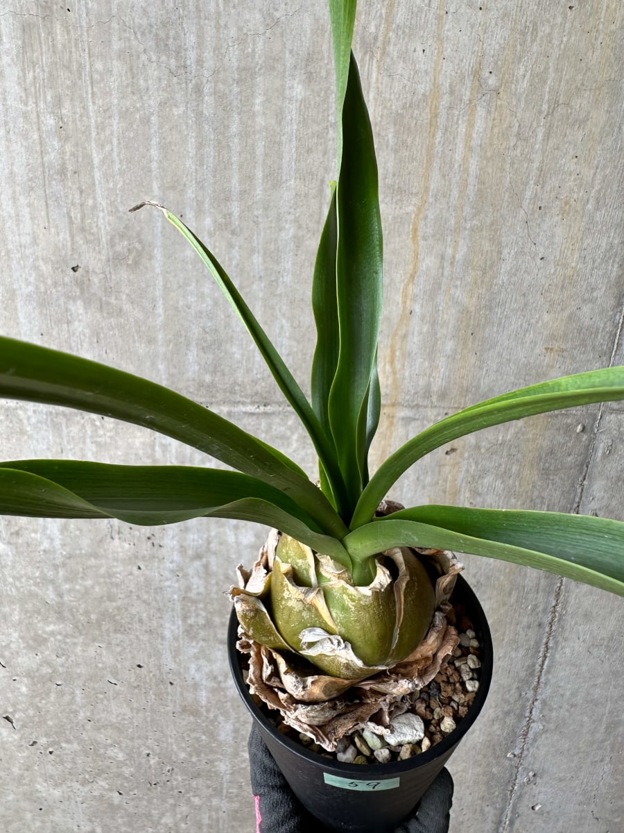 【現品限り】ウルギネア エピゲア 2年ほど管理【E59】 Urginea epigea