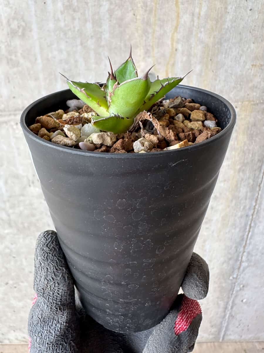 【現品限り】アガベ・ホリダ【E5】 Agave horrida