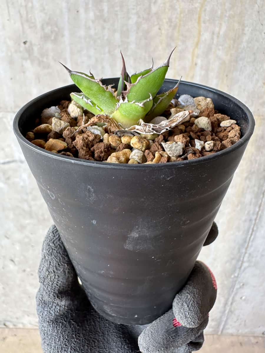 現品限り】アガベ・ホリダ【E5】 Agave horrida 塊根植物 コーデックス