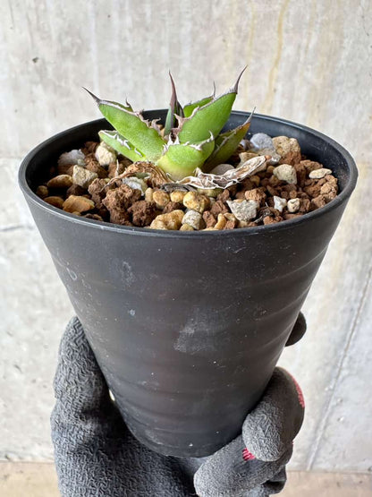 【現品限り】アガベ・ホリダ【E5】 Agave horrida