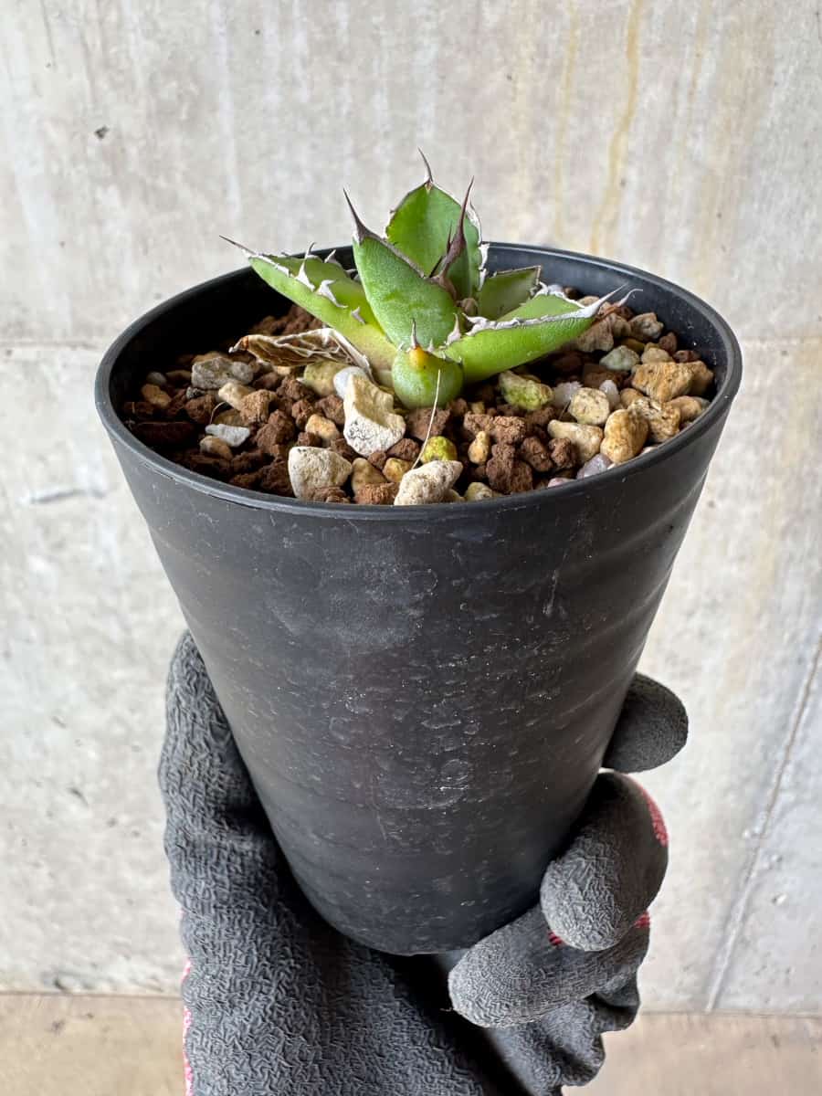 現品限り】アガベ・ホリダ【E5】 Agave horrida 塊根植物 コーデックス