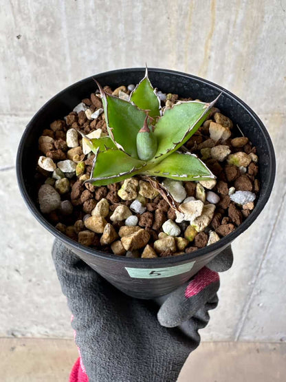 【現品限り】アガベ・ホリダ【E5】 Agave horrida