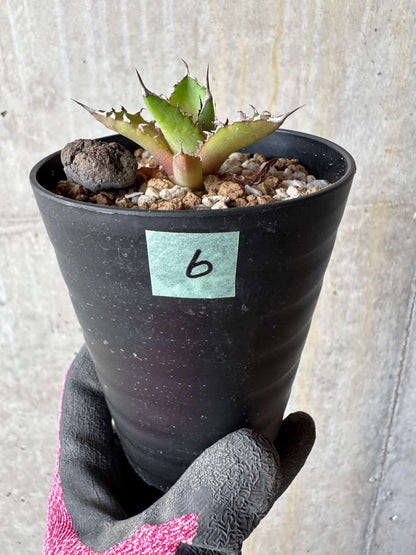 【現品限り】アガベ・ホリダ【E6】 Agave horrida