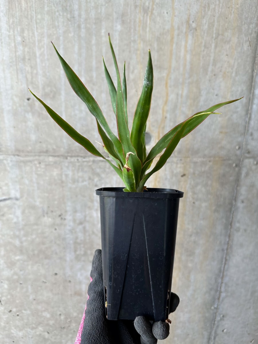【現品限り】ドラセナ・ドラコ 竜血樹【E60】 Dracaena draco