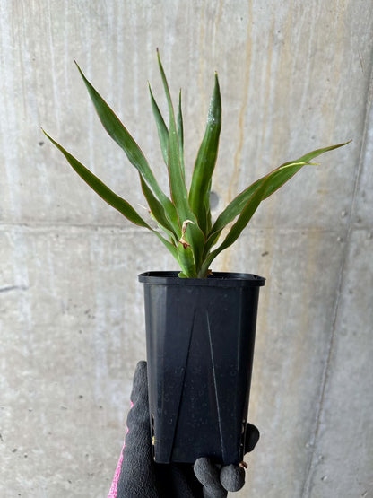 【現品限り】ドラセナ・ドラコ 竜血樹【E60】 Dracaena draco