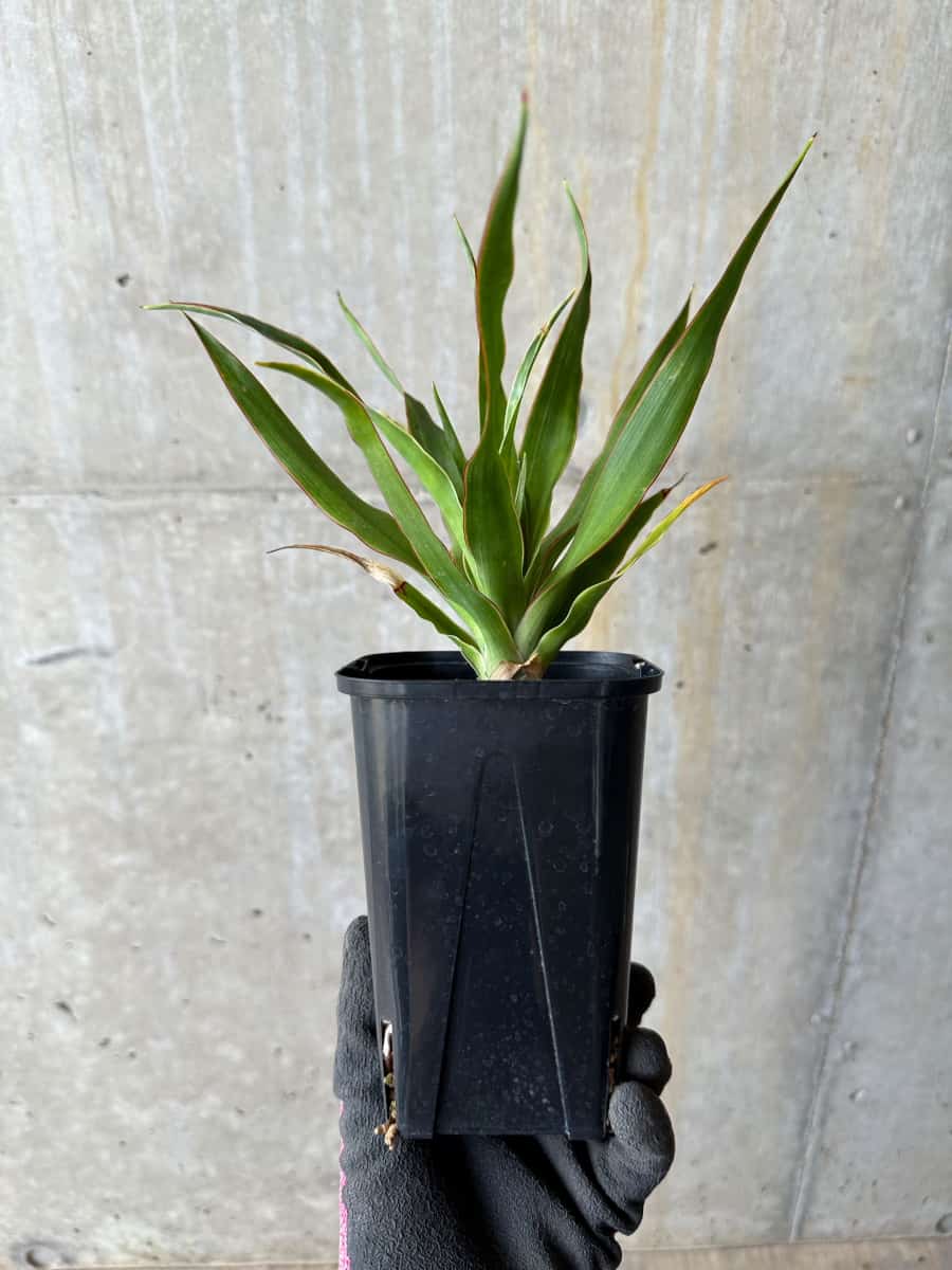【現品限り】ドラセナ・ドラコ 竜血樹【E60】 Dracaena draco