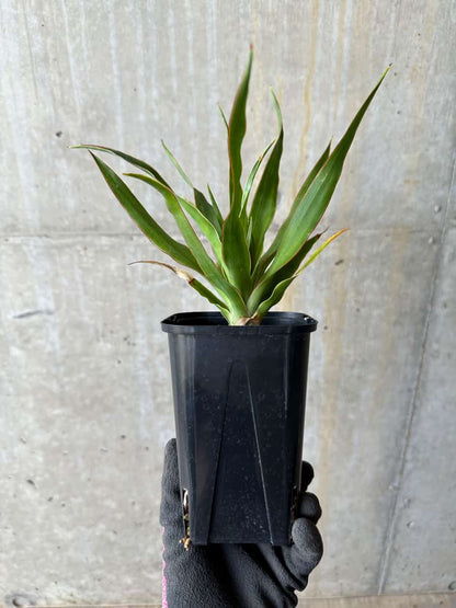 【現品限り】ドラセナ・ドラコ 竜血樹【E60】 Dracaena draco