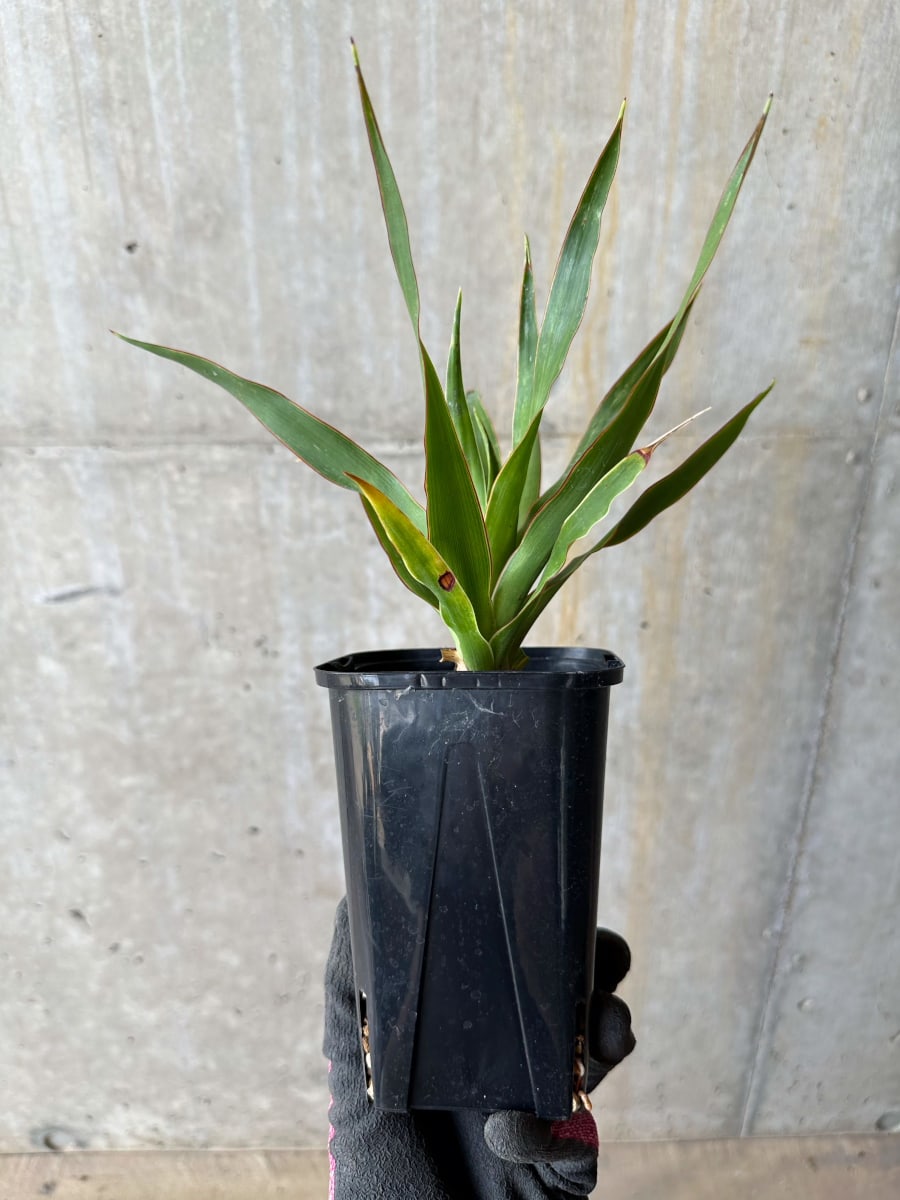 【現品限り】ドラセナ・ドラコ 竜血樹【E60】 Dracaena draco