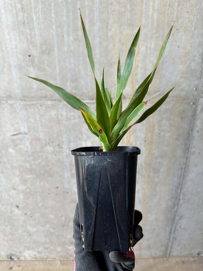 【現品限り】ドラセナ・ドラコ 竜血樹【E60】 Dracaena draco