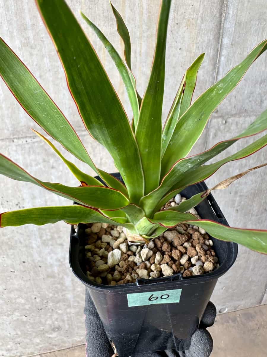 【現品限り】ドラセナ・ドラコ 竜血樹【E60】 Dracaena draco