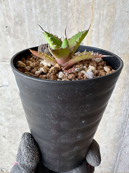 【現品限り】アガベ・ホリダ【E6】 Agave horrida