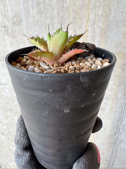 【現品限り】アガベ・ホリダ【E6】 Agave horrida