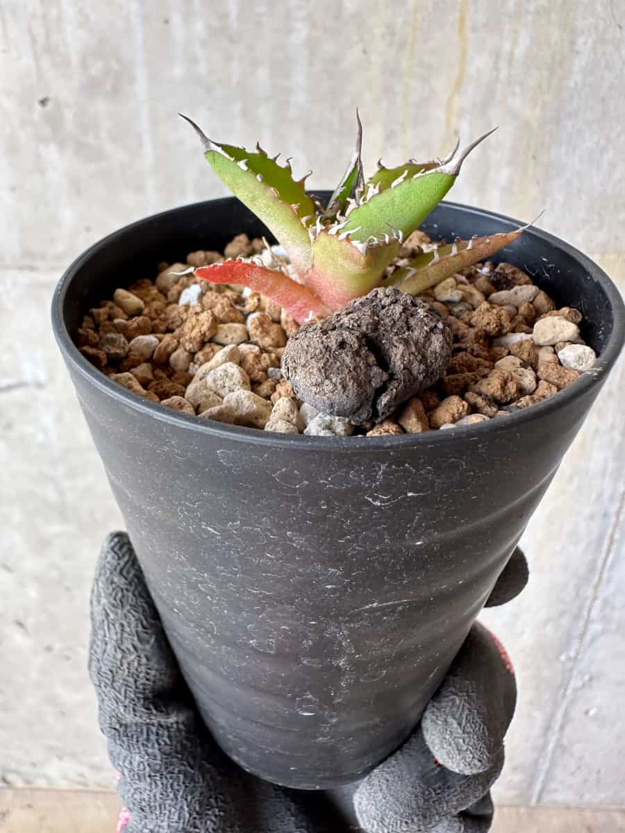 【現品限り】アガベ・ホリダ【E6】 Agave horrida